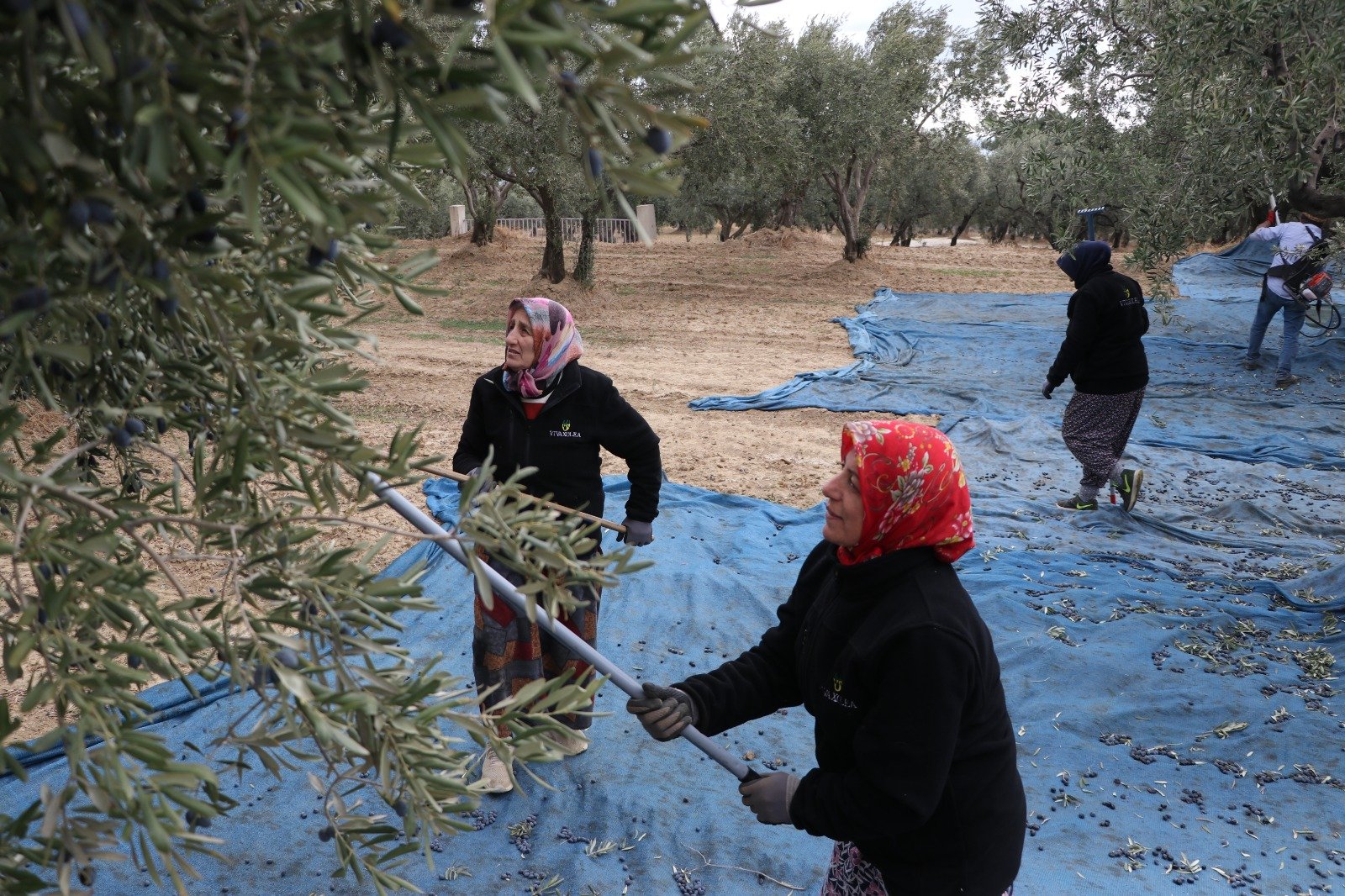 Hasadın bitmesine bir ay kaldı: 105 ton ürün sıkıldı